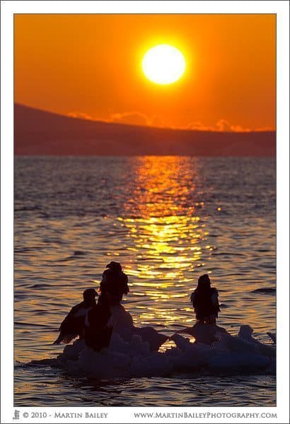 Eagles at Sunrise over Russia