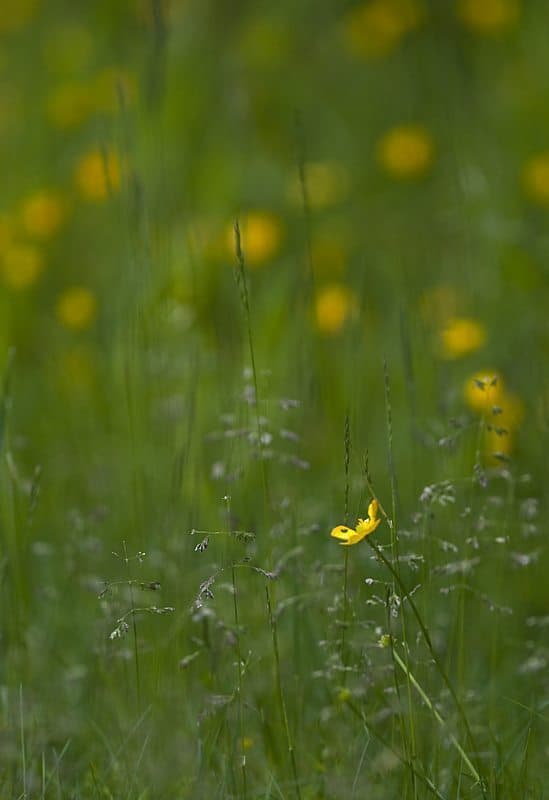 Flowerscape (© Dan Newcomb)