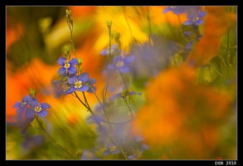 First Flowerscape (© Dennis Brennan)