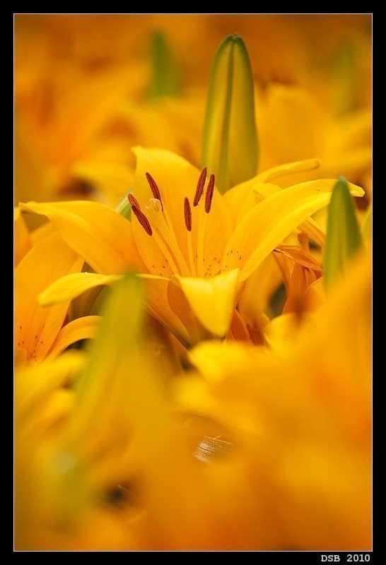 Lily Flowerscape (© Dennis Brennan)