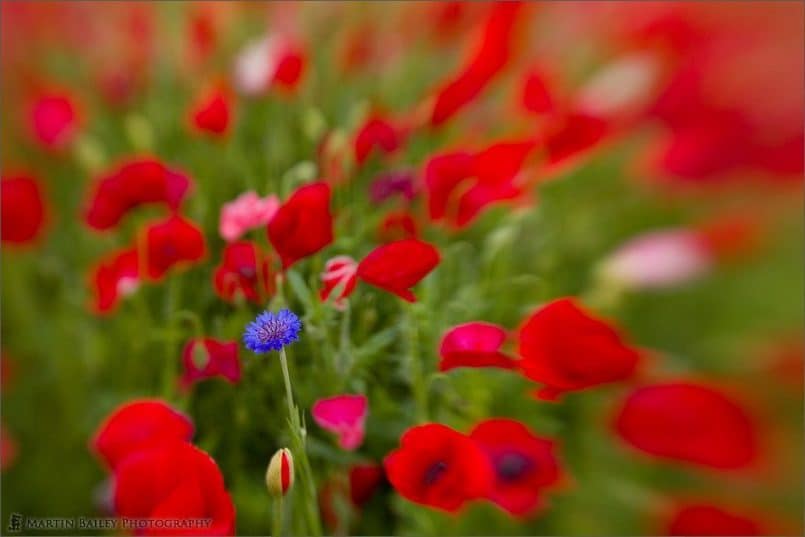 Lensbaby Blue