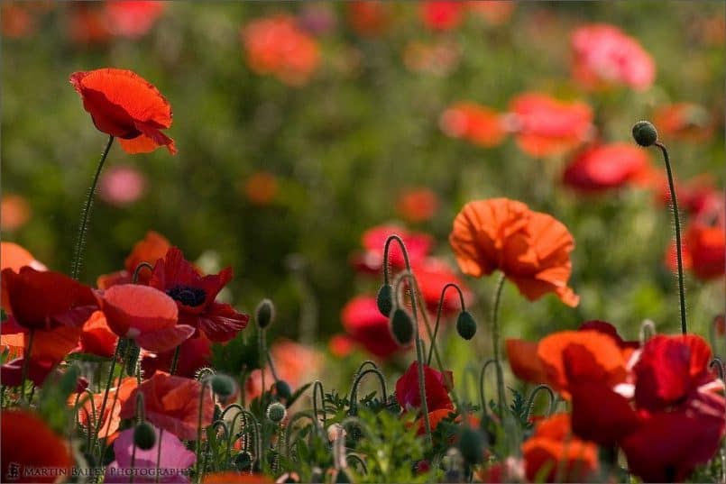 Poppies