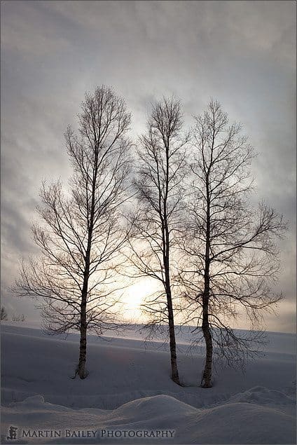 Trees at Takushinkan