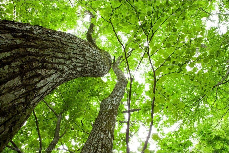 Big Tree and Fresh Leaves