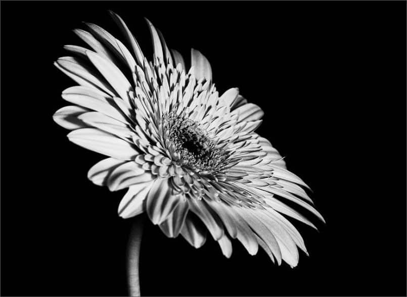 Gerbera