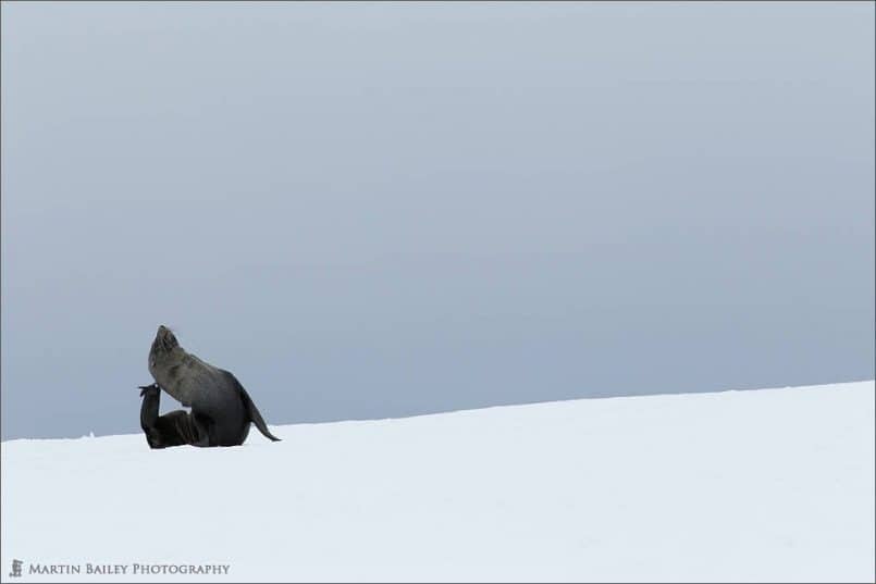 Fur Seal Posing