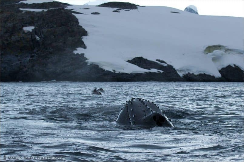 Humback Whale's Nostrils