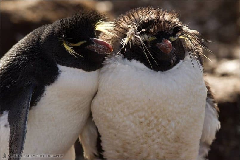 Rockhopper's Bad-Hair Day