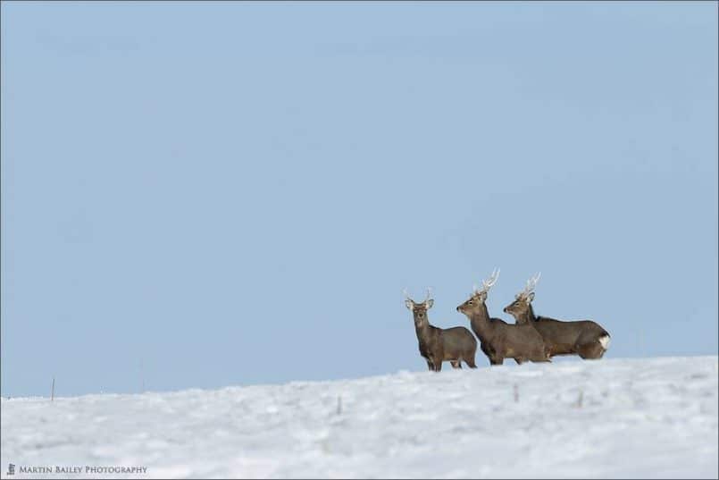 Three Stags