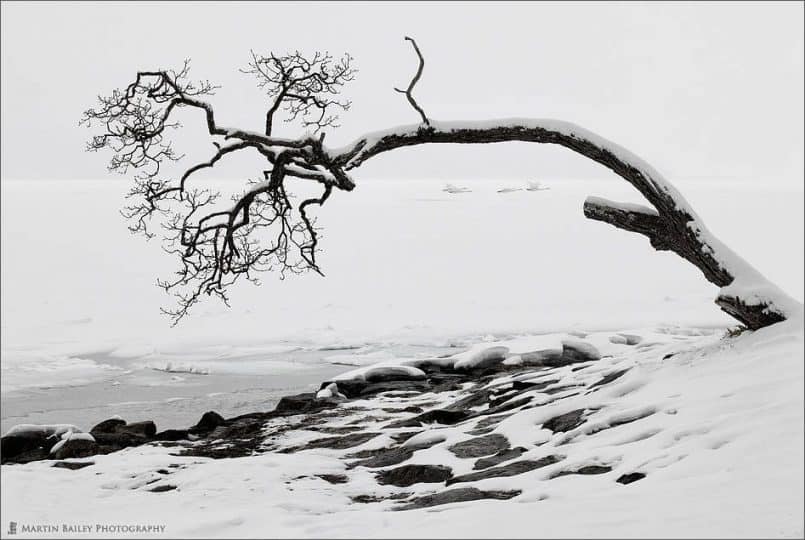 Old Tree with Four Swans