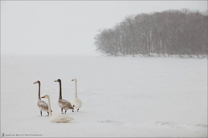 Swan's Attention