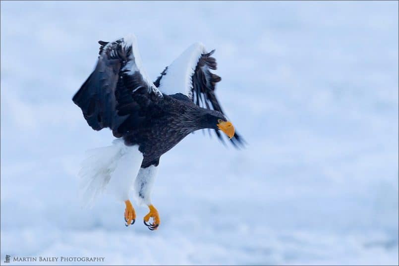 Steller's Sea Eagle at Dawn