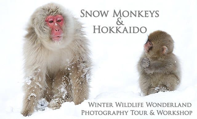 Snow Monkeys & Hokkaido Photography Tour & Workshop