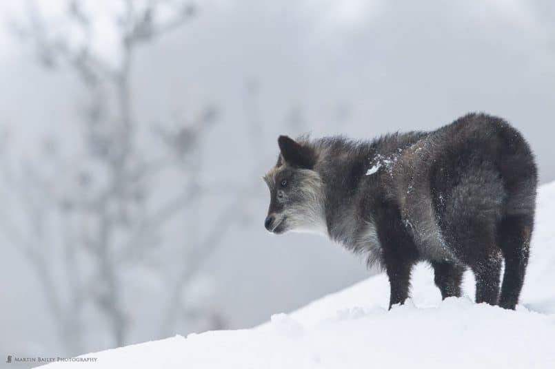 Japanese Serow