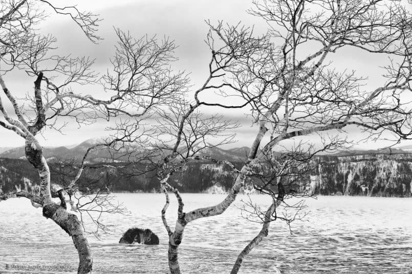 Birch Tree & Mashuu Lake