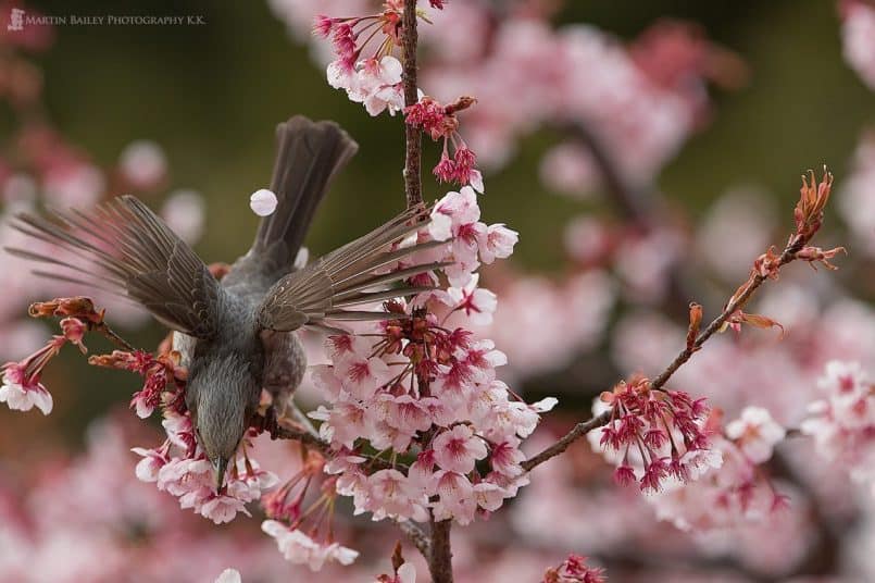 Brown-Eared Bulbul Takes Flight