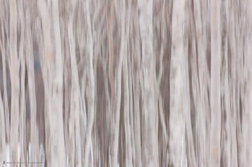 Abstract Birch