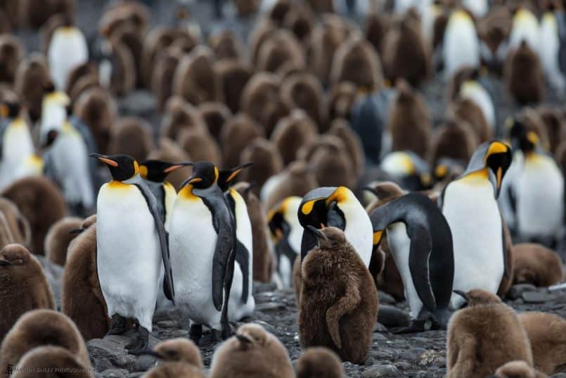 King Penguin Colony