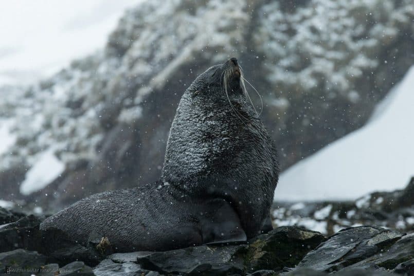 Fur Seal in Snow