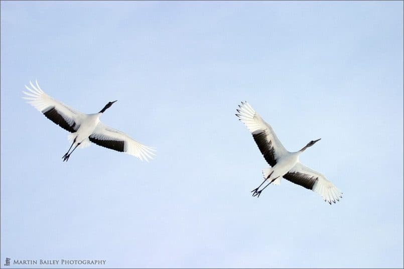 Japanese Crane