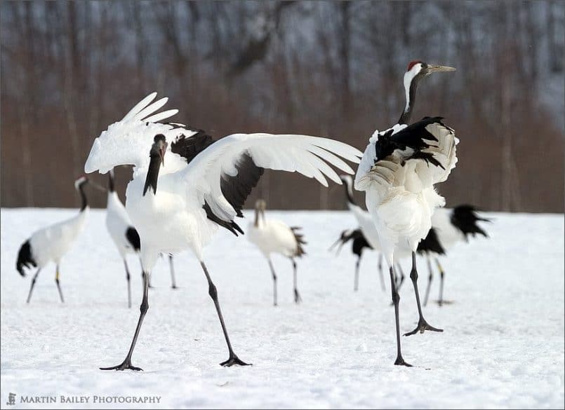 Wassup!! - Japanese Crane