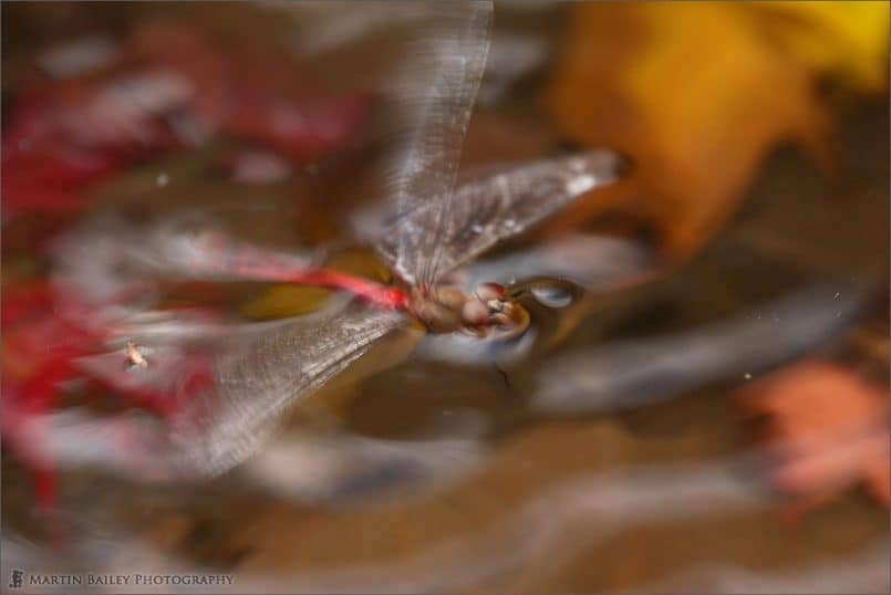 Drowning Dragonfly