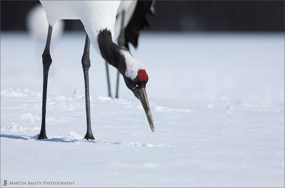 Hokkaido Feb ‘06 Part I – Japanese Cranes (Podcast 25)