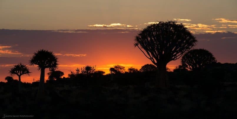 Quiver Tree Sunset