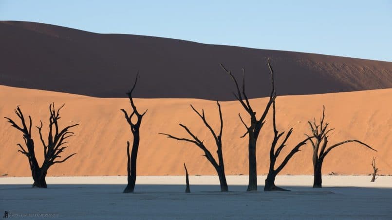 Deadvlei Camel Thorn Trees