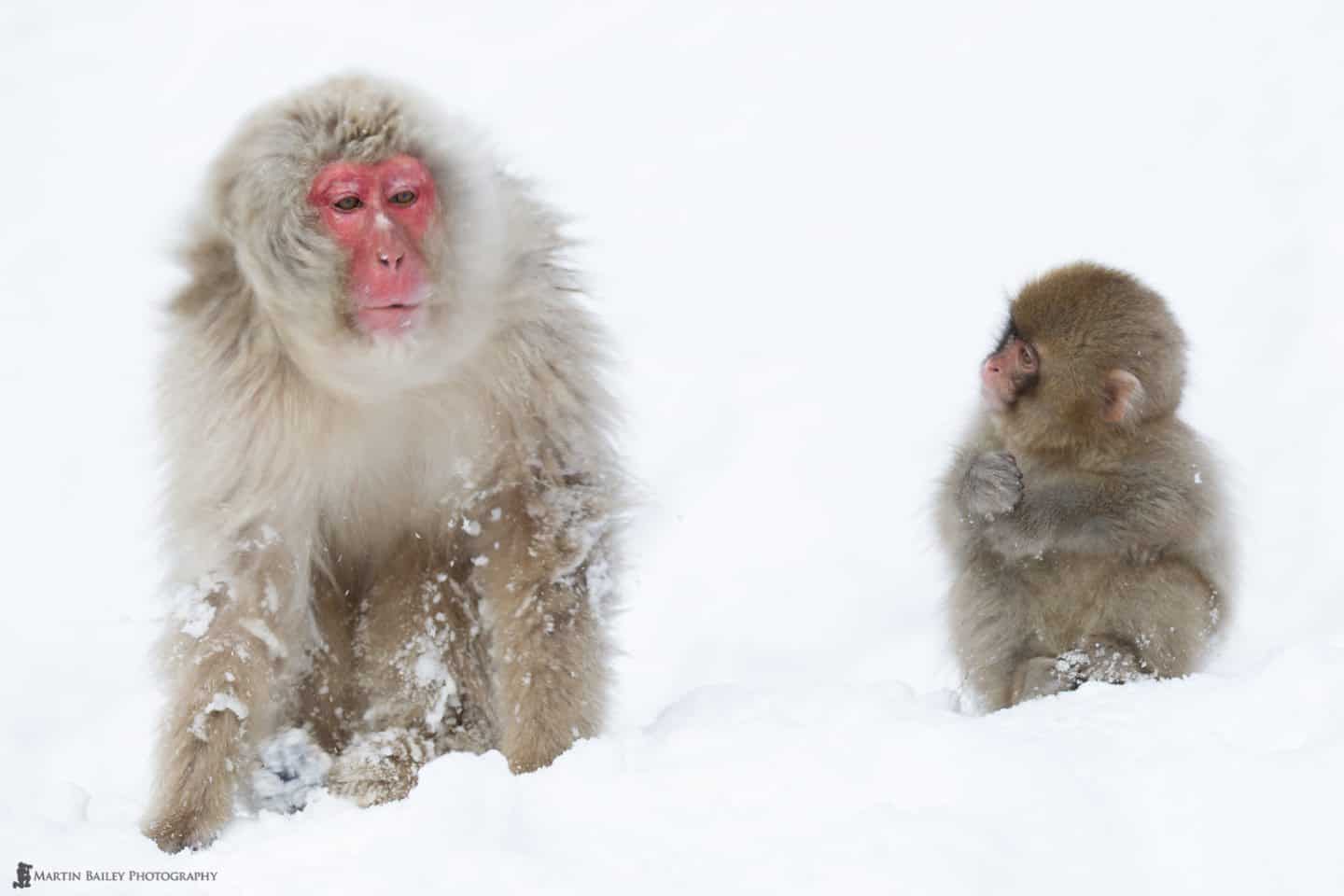 Creating Moving Wildlife Photographs – an interview with Martin Bailey (Podcast 385)