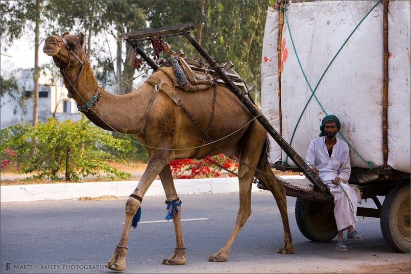 Camel Train