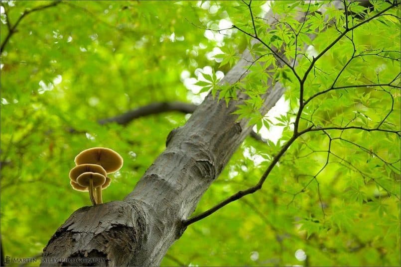 Mushrooms with a View