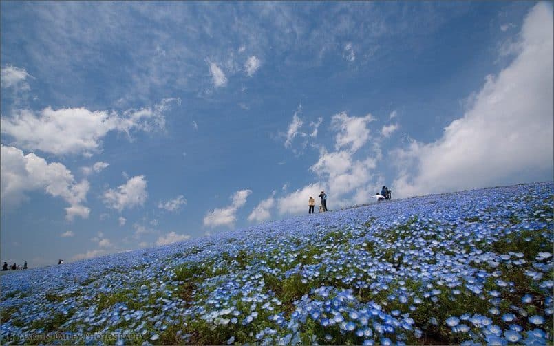 Baby Blue Eyes Hill