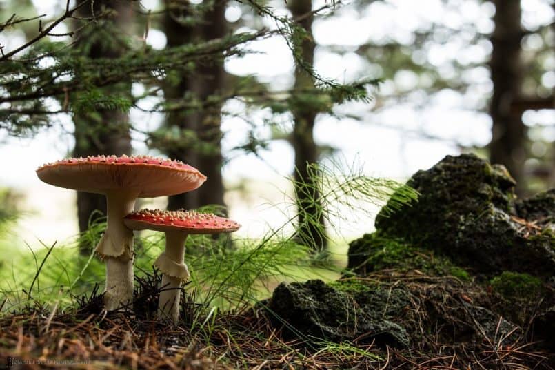 Amanita Mushrooms