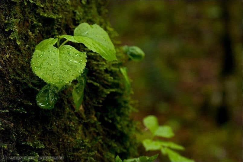 Spring Rain