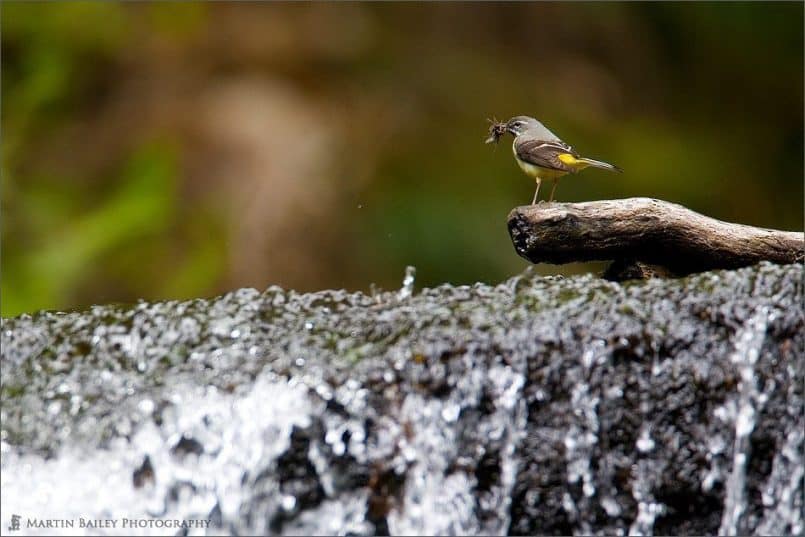 Grey Wagtail on Tatsuzawa Falls