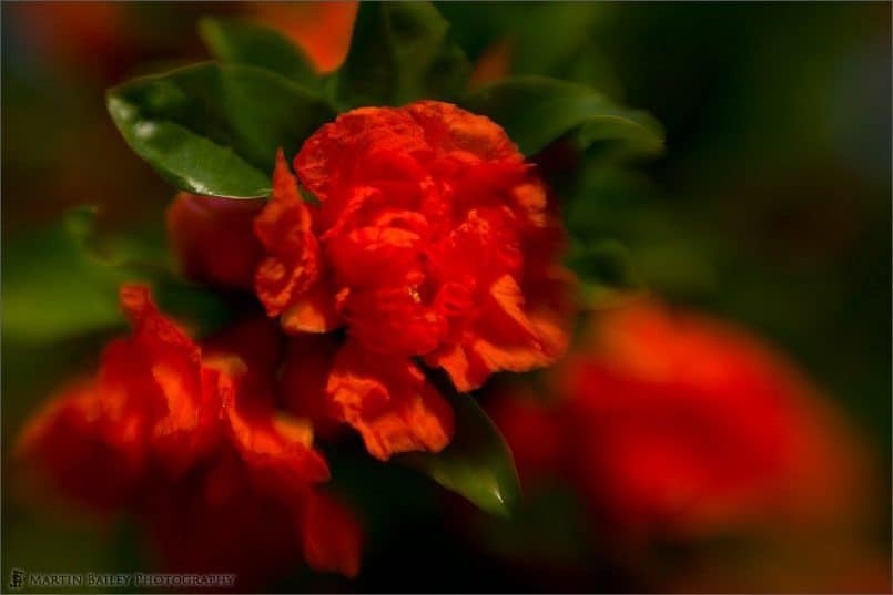 Pomegranate Flowers