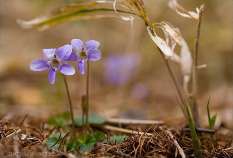 Viola grypoceras