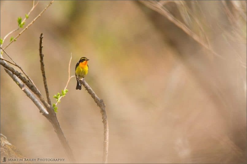 Narcissus Flycatcher