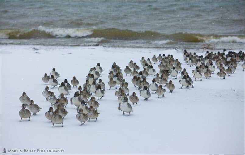 Pintail's March