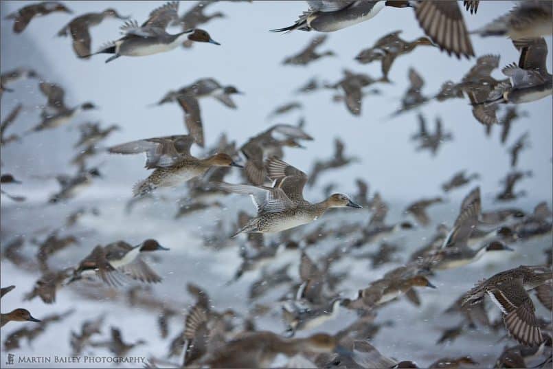 Flying Pintails