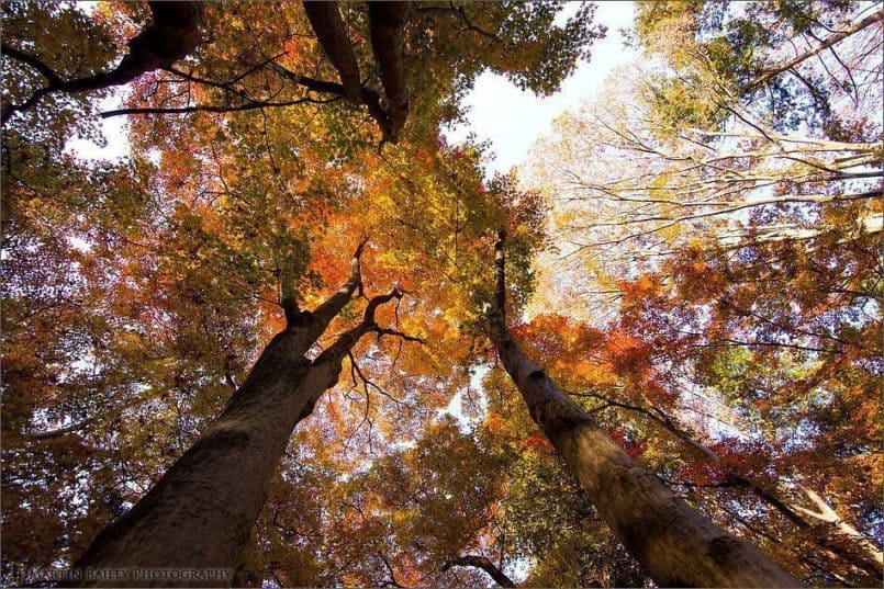 Rainbow Canopy