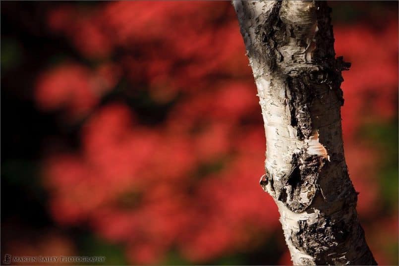 Birch with Autum Colour