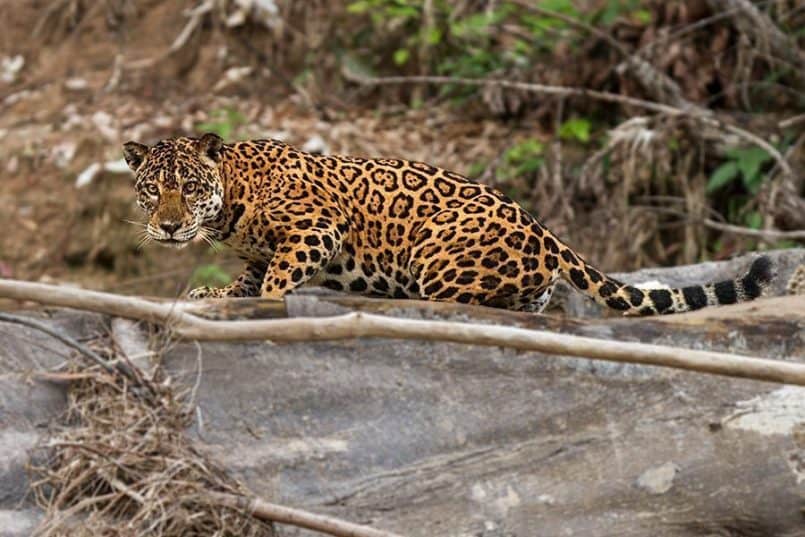 Jaguar