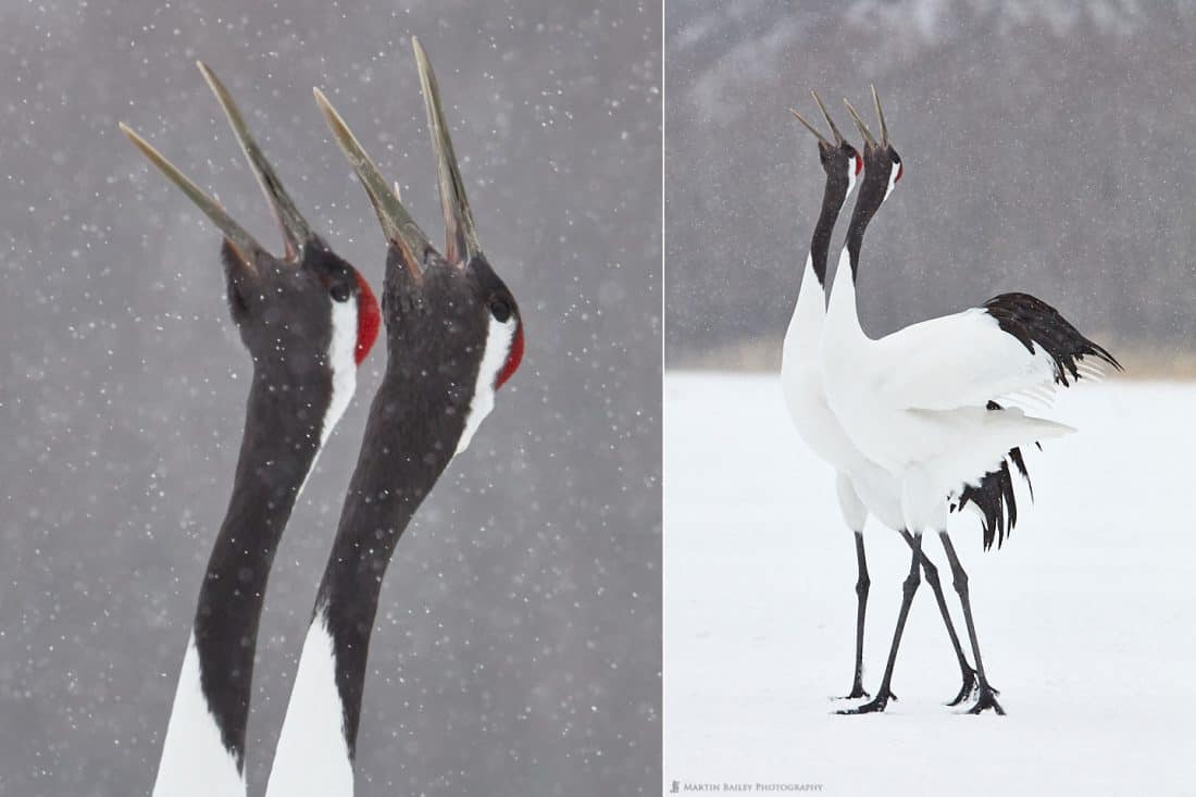 Calling Cranes with Blown Up Crane Heads