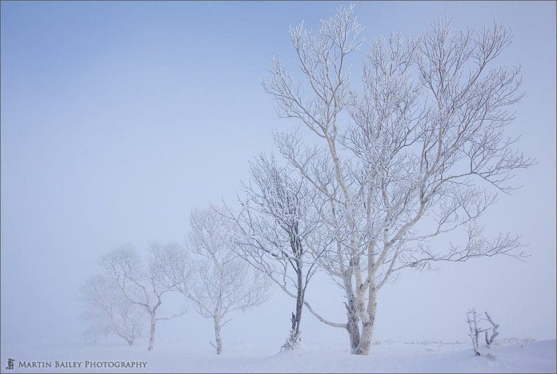 Line of Trees