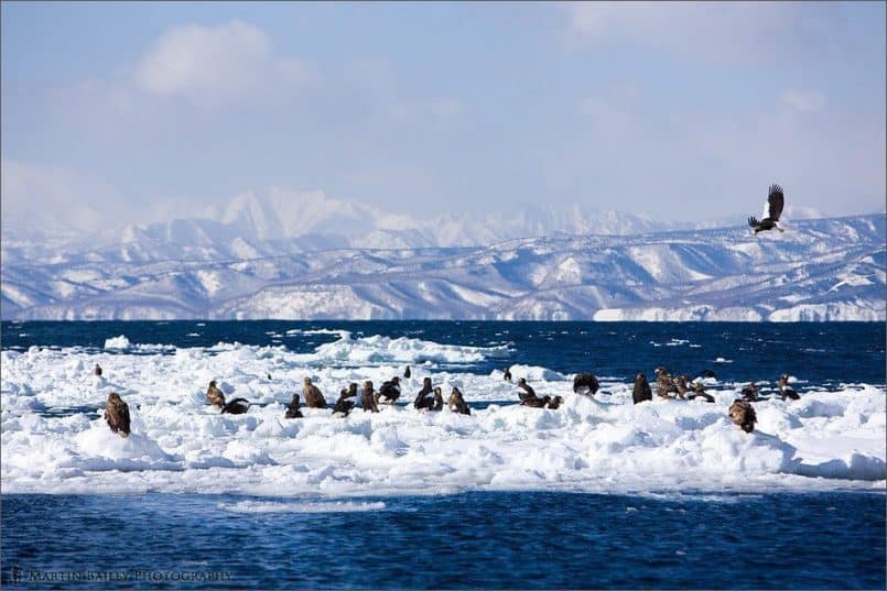 Sea Eagles with Shiretoko in Back