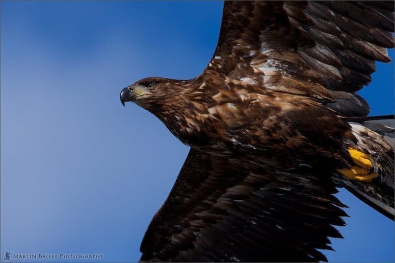 Juvenile White-Tailed Eagle