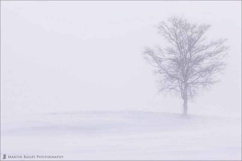 Lone Tree on a Hill