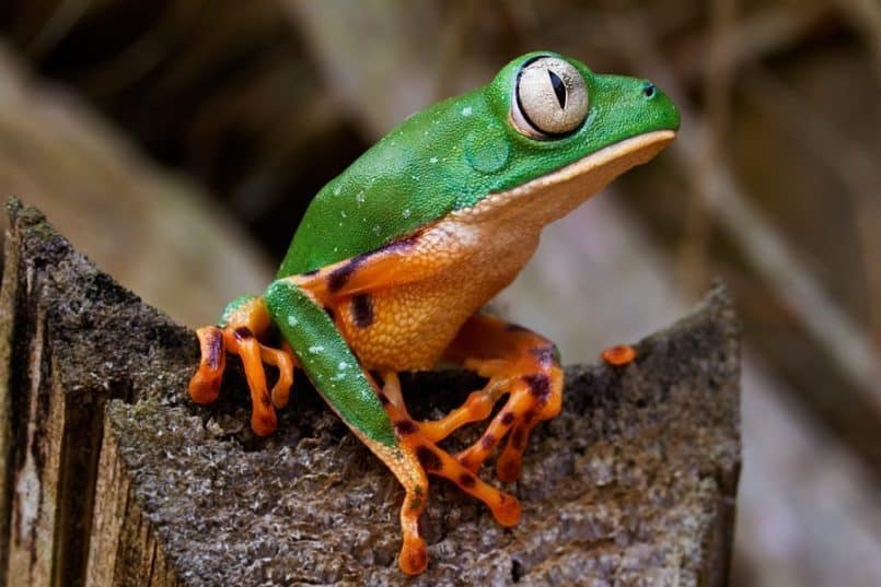 Tiger Stripe Monkey Frog